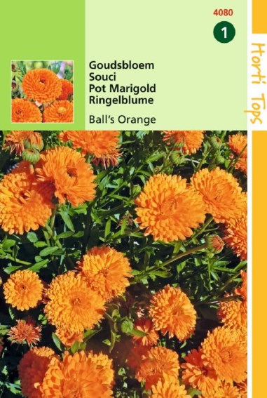Pot Marigold Orange Ball (Calendula) 300 seeds HT